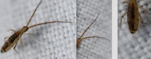 Entomobrya muscorum